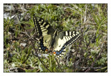 Papilio machaon