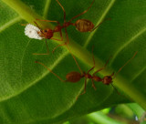 red_ants_manila.jpg