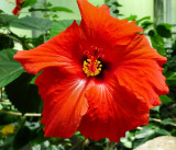 flower_lx3_9may2010.jpg