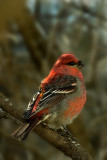 Pine Grosbeak