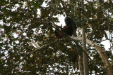 Orang Utan - mother and child