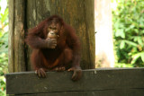 Sepilok - Orang Utan Centre