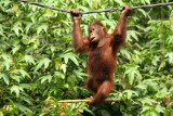 Sepilok - Orang Utan Centre