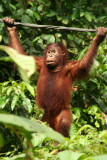 Sepilok - Orang Utan Centre