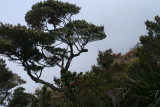 Climbing Mount Kinabalu