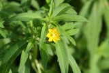 Angle Stem Water Primrose-7 leaf variation (Ludwigia leptocarpa)