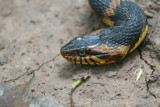 Broad Banded Water Snake