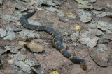 Broad Banded Water Snake