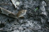 Copperhead