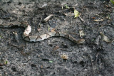Copperhead
