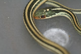 Gulf Coast Ribbon Snake