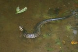 Cottonmouth