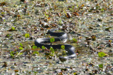 Yellow Bellied Water Snake