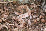 Copperhead