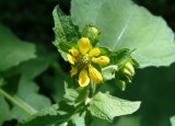 Simpsons Rosin Weed (Silphium gracile)