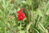 Drummonds Phlox (Phlox drummondii)