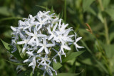 Showy Blue-Star (Amsonia tabernaemontana)