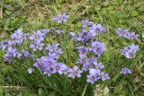 Blue Eyed Grass (Sisyrinchium angustifolium)