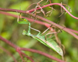 PrayingMantis4R.jpg