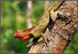 Lizard Bhutan