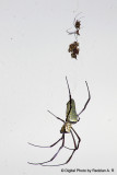 Spiders