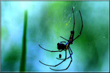 Gold Web Spider