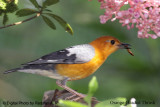 Orenge-Headed Thrush