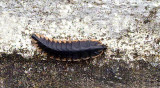 Insect - ID unknown
