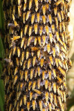 Bees