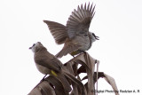 2 Bulbul
