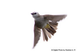 Bulbul jump