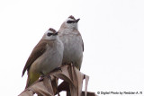 Bulbul 2