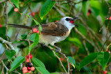 Bulbul Feeding
