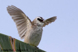 Happy Bulbul