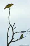 Copper smith Barbet and Oriole