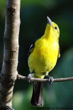 Common_Iora