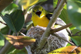 Common Iora Panting.