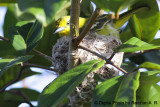 Common  Iora Incubating