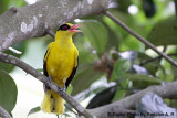 Mother_Oriole