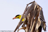 Oriole on Old Banana leaf