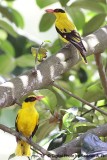 Oriole_Pair