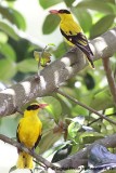 Oriole_Pair2.jpg