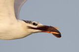 Royal Tern