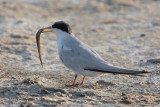 Least Tern