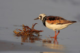 Ruddy Turnstone