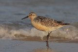 Red Knot