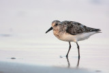 Sanderling