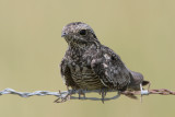 Common Nighthawk