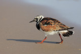 Ruddy Turnstone