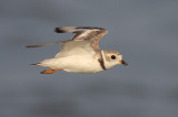 Piping Plover